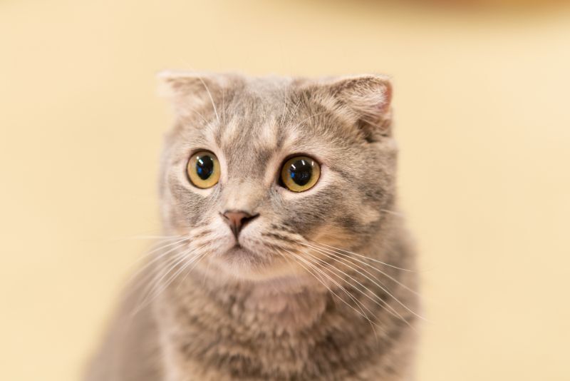 猫ウイルス性鼻気管炎