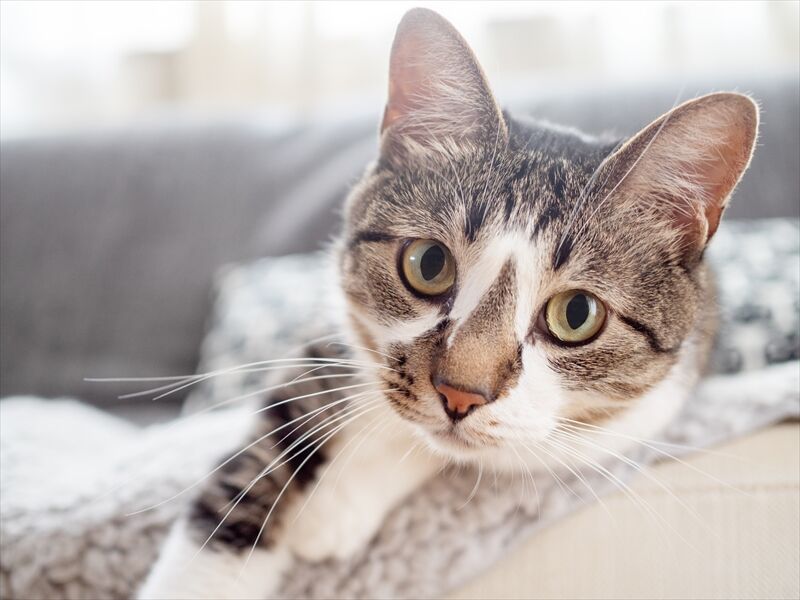 猫免疫不全ウイルス感染症（猫エイズ）