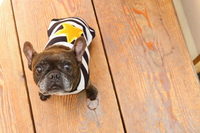 1.行動学で科学的に正しいしつけ